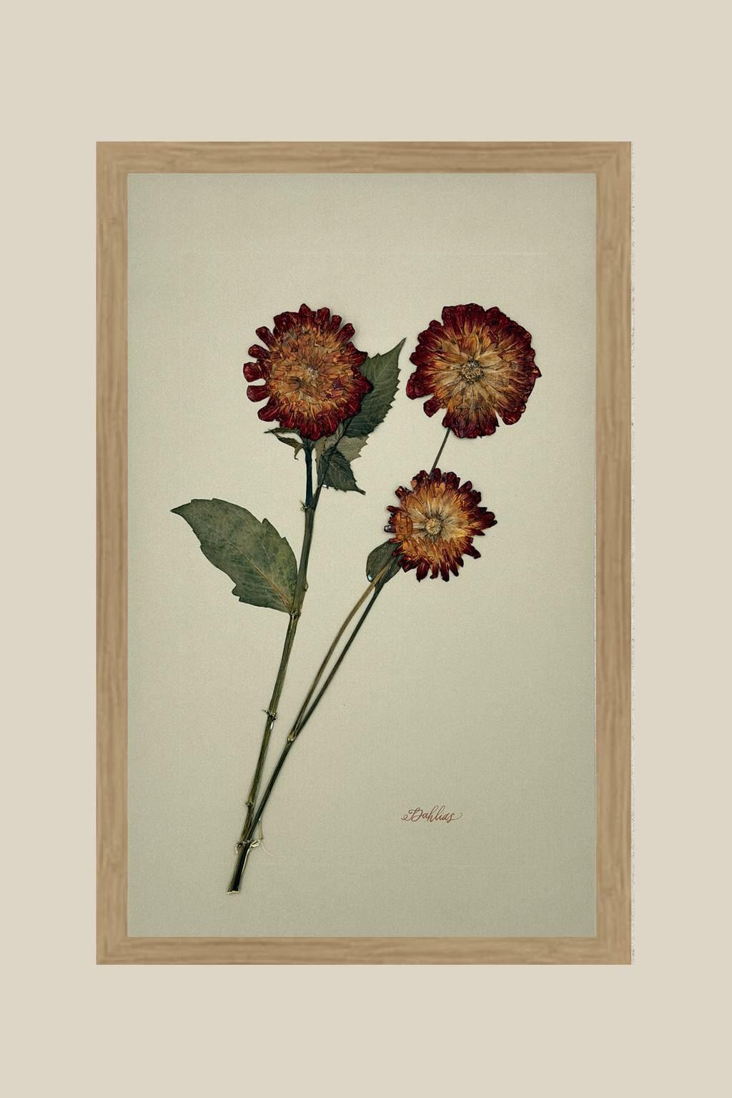 Dahlias on Khaki