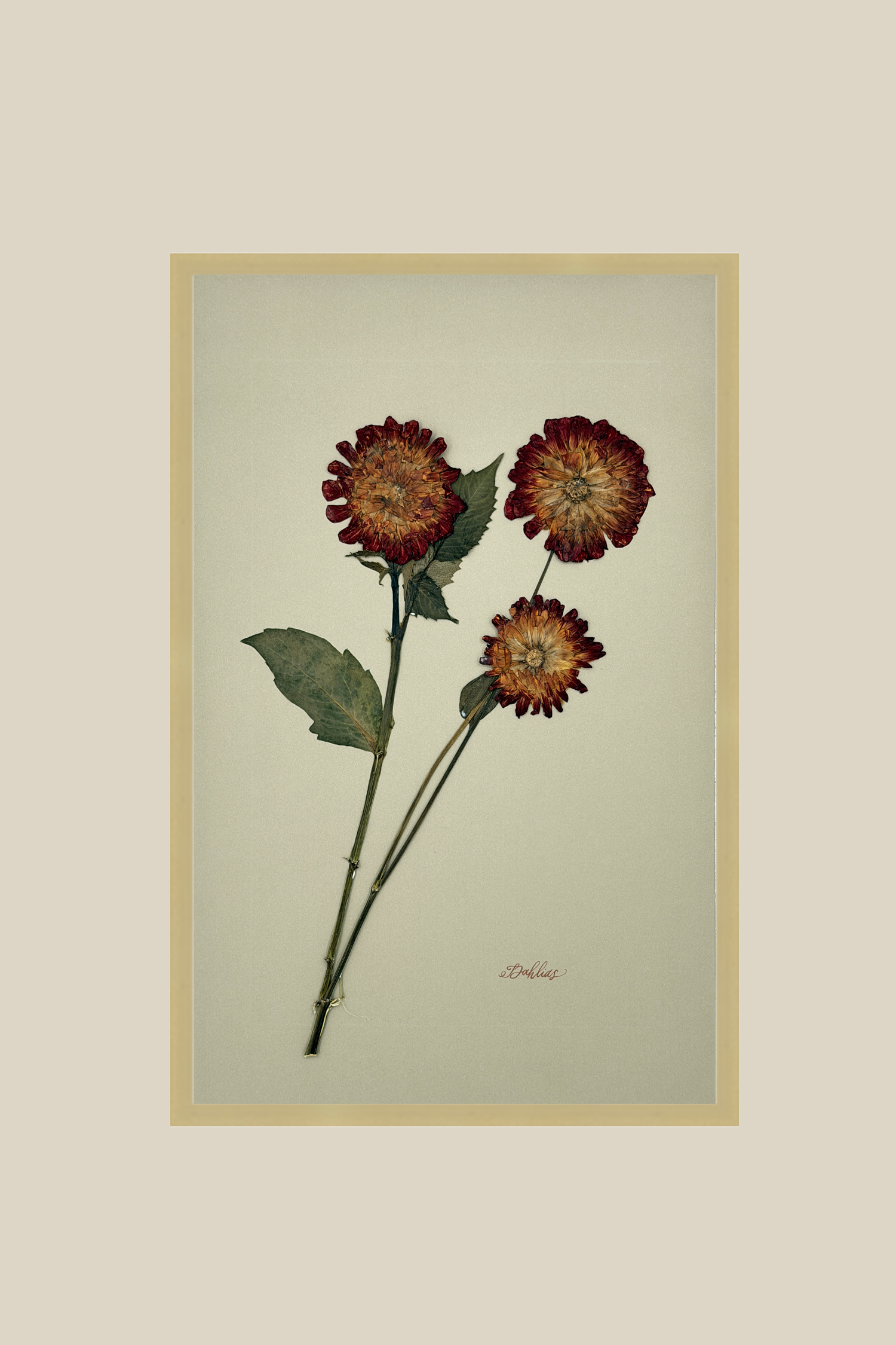 Dahlias on Khaki
