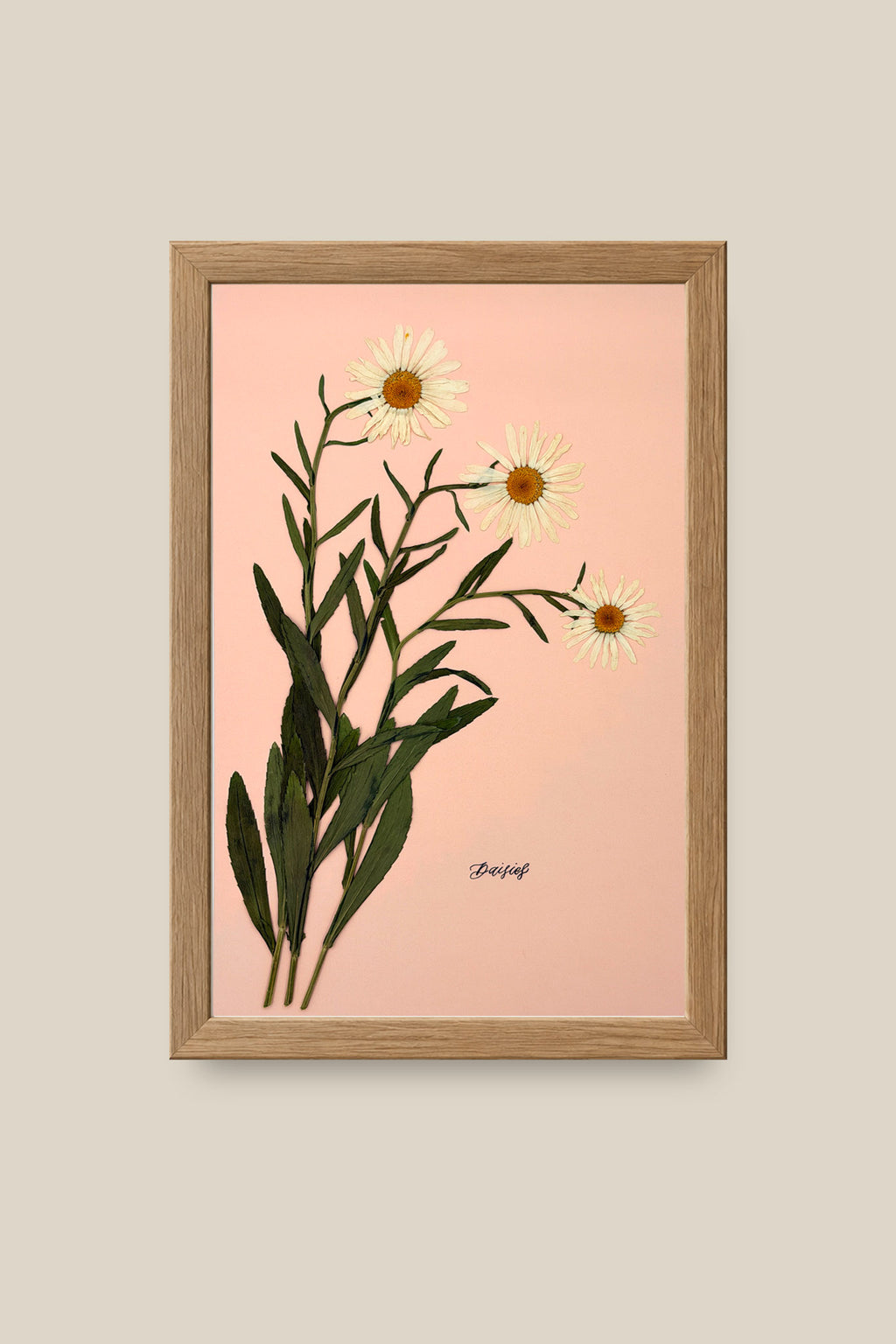 Daisies on Pink Framed
