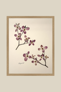 Dogwood