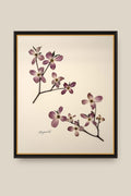Dogwood Framed