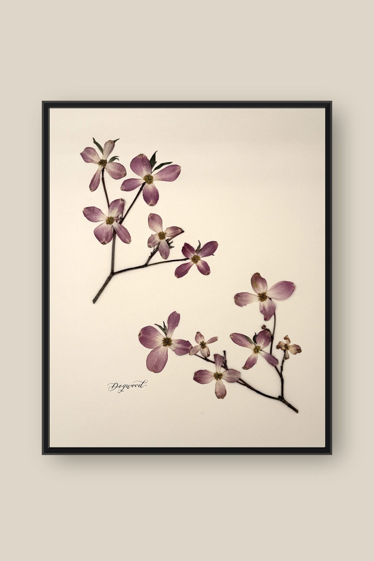 Dogwood Framed