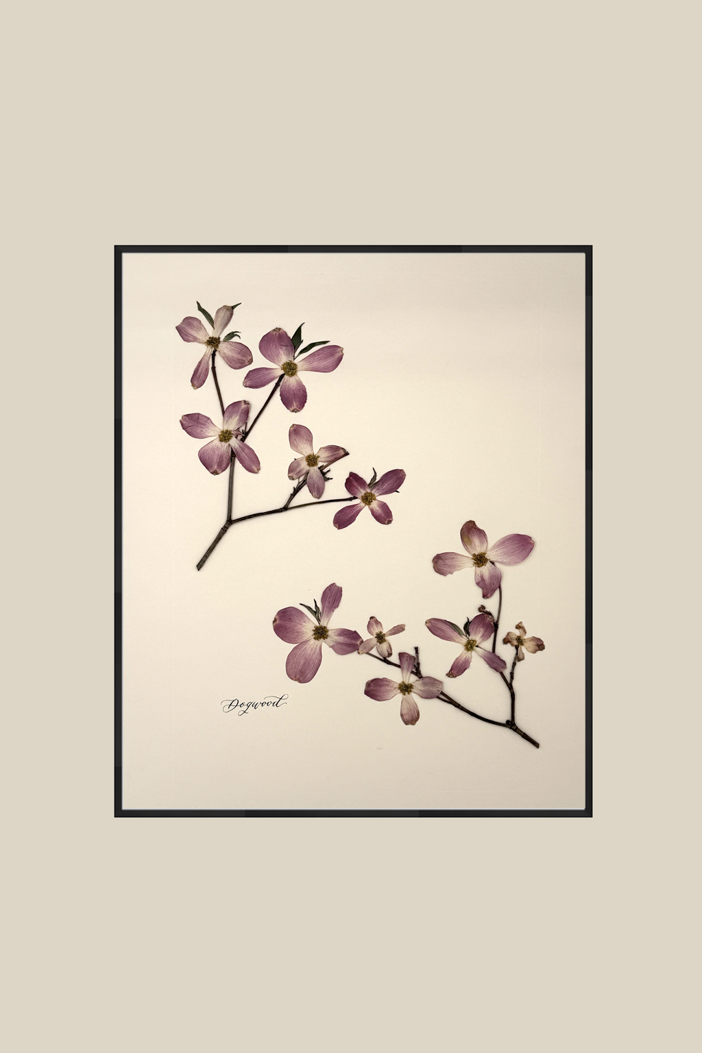 Dogwood