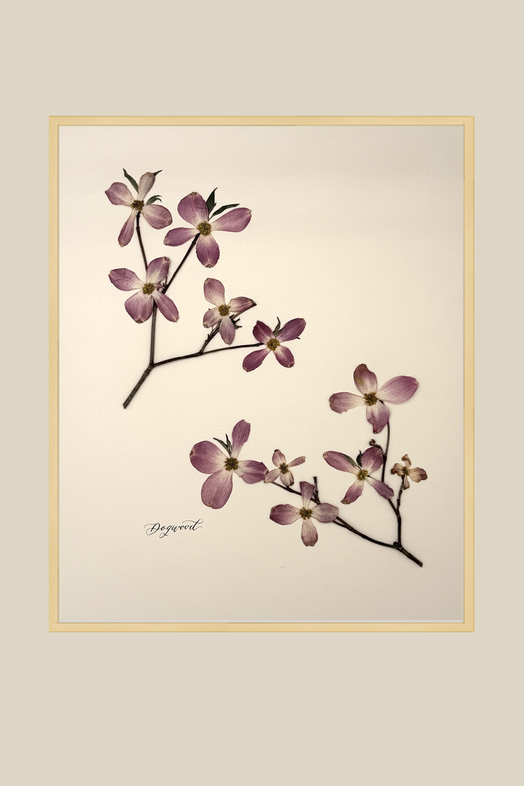 Dogwood