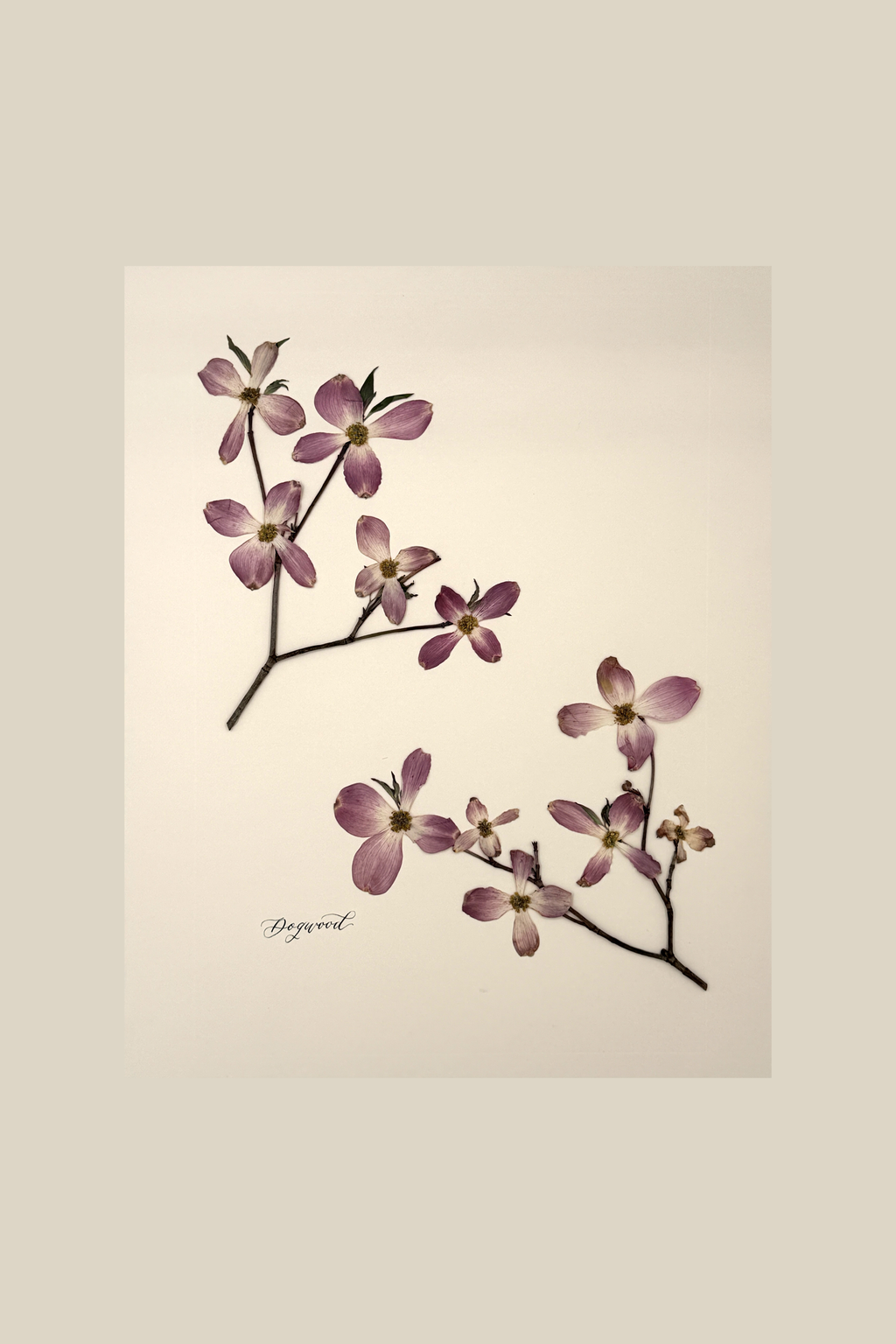 Dogwood