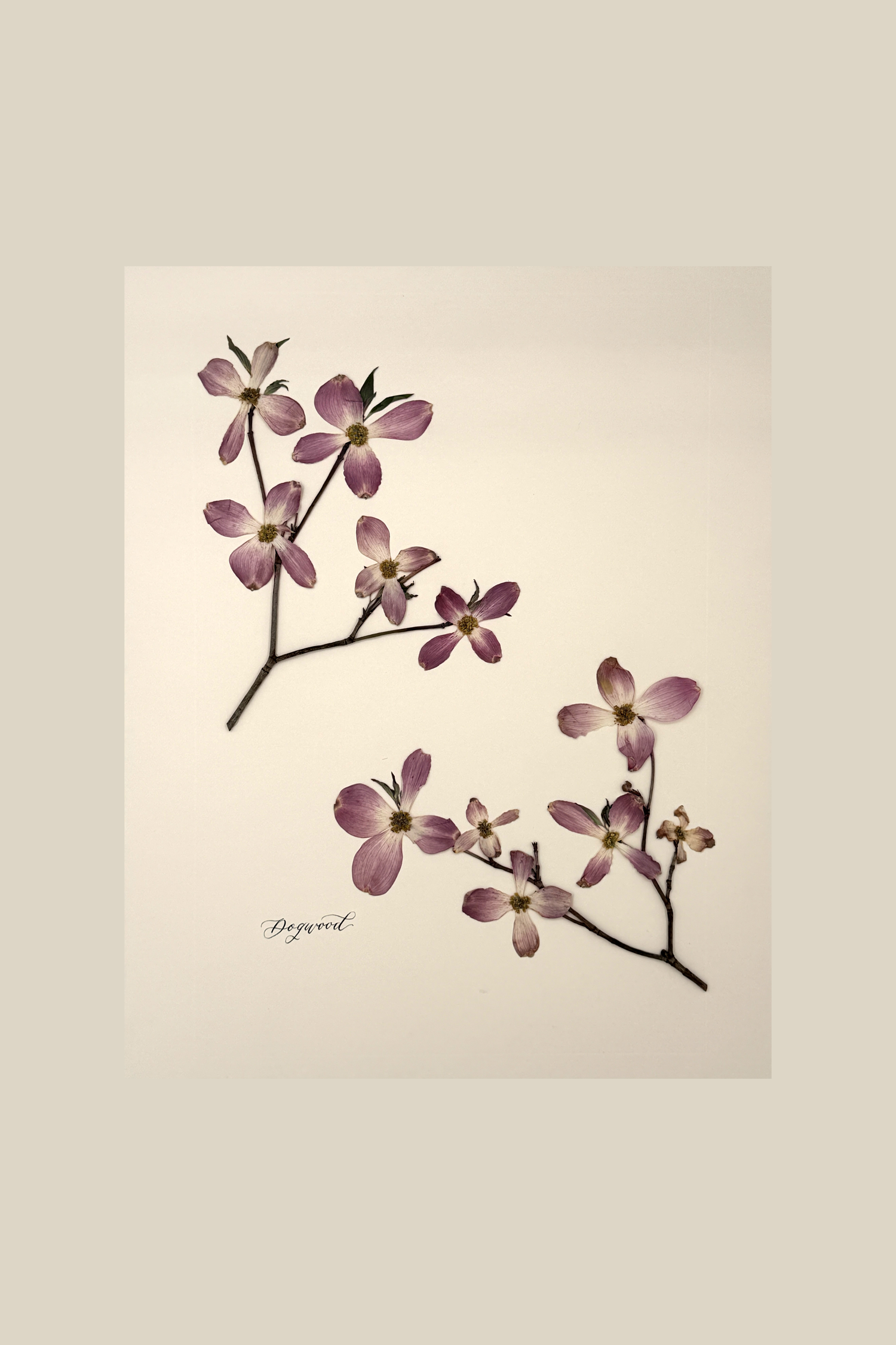 Dogwood