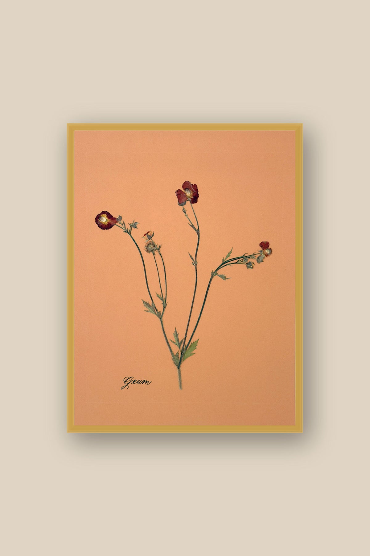 Geum Framed