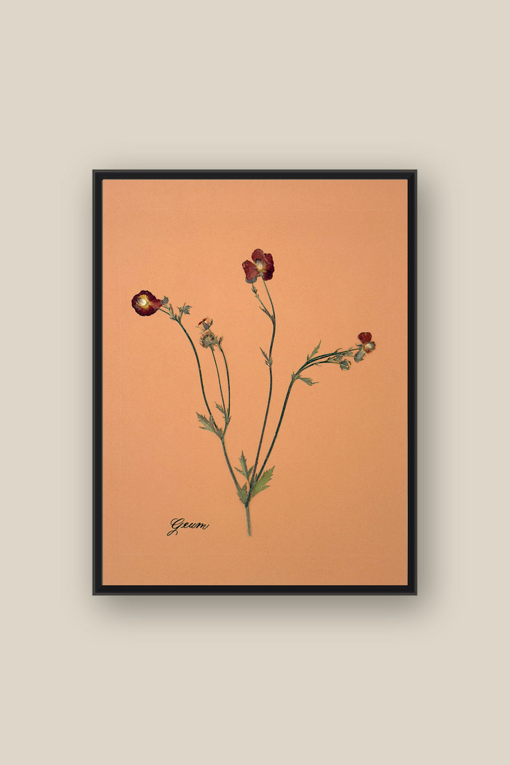 Geum Framed