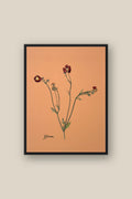Geum Framed