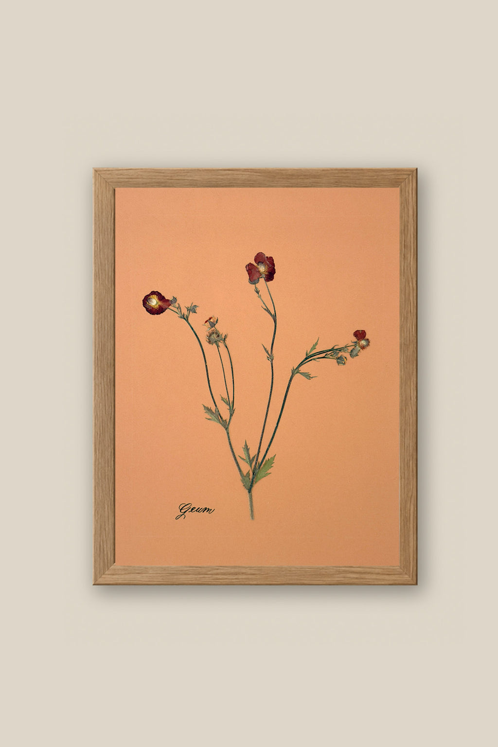 Geum Framed