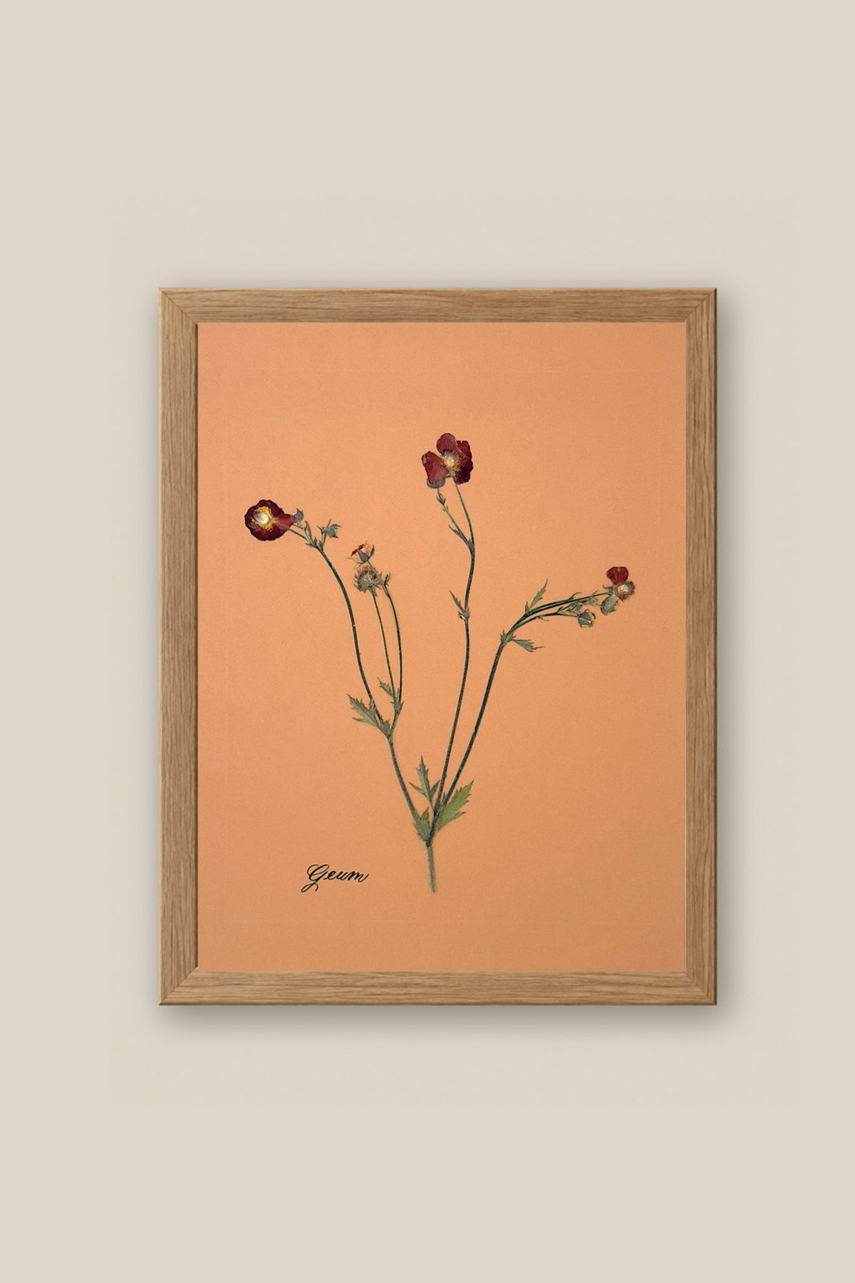 Geum Framed