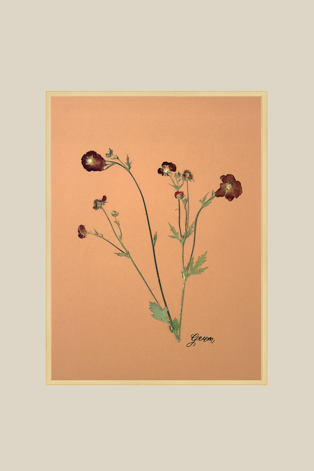 Geum 2 Framed