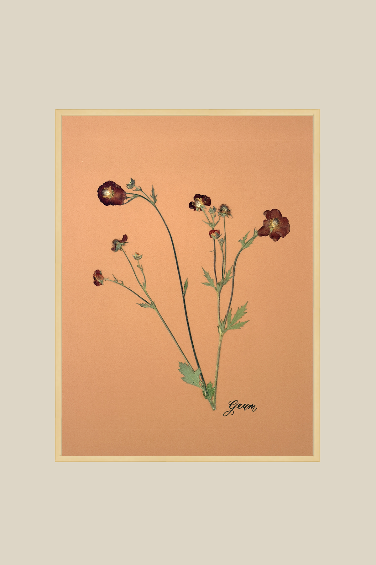 Geum 2 Framed
