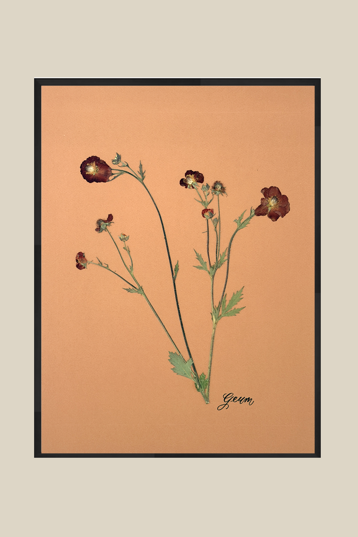 Geum 2 Framed