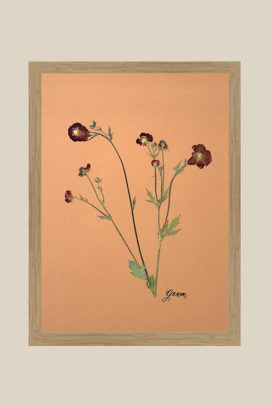 Geum 2 Framed