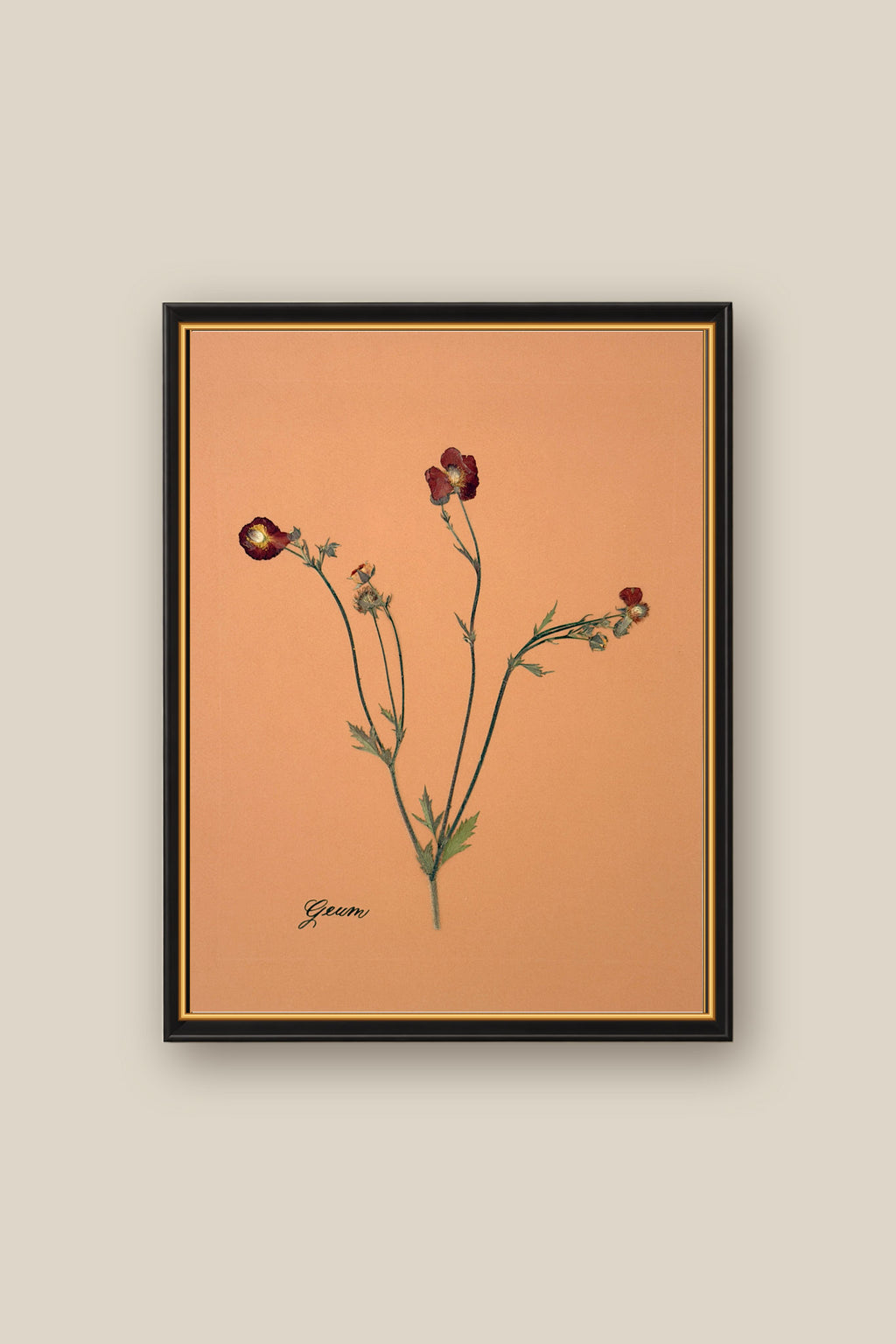 Geum Framed