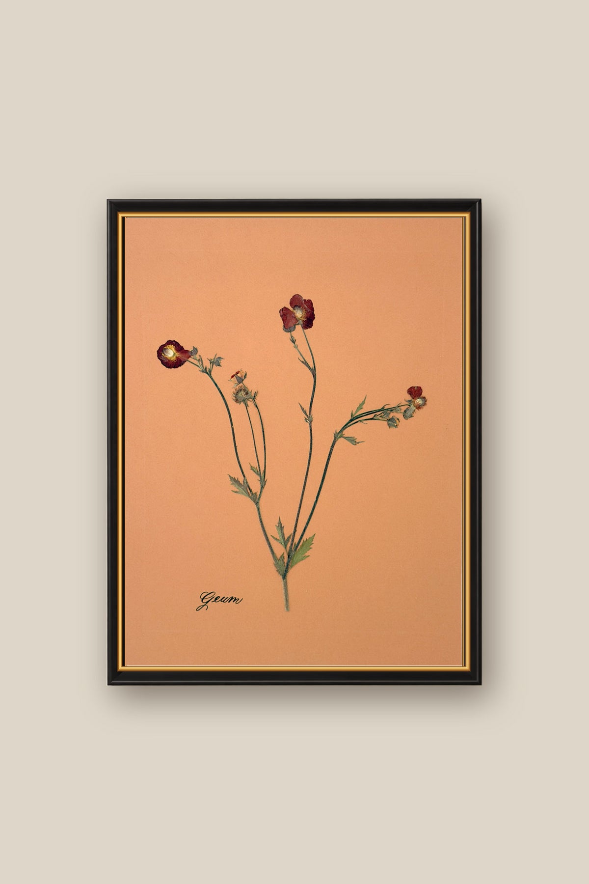 Geum Framed