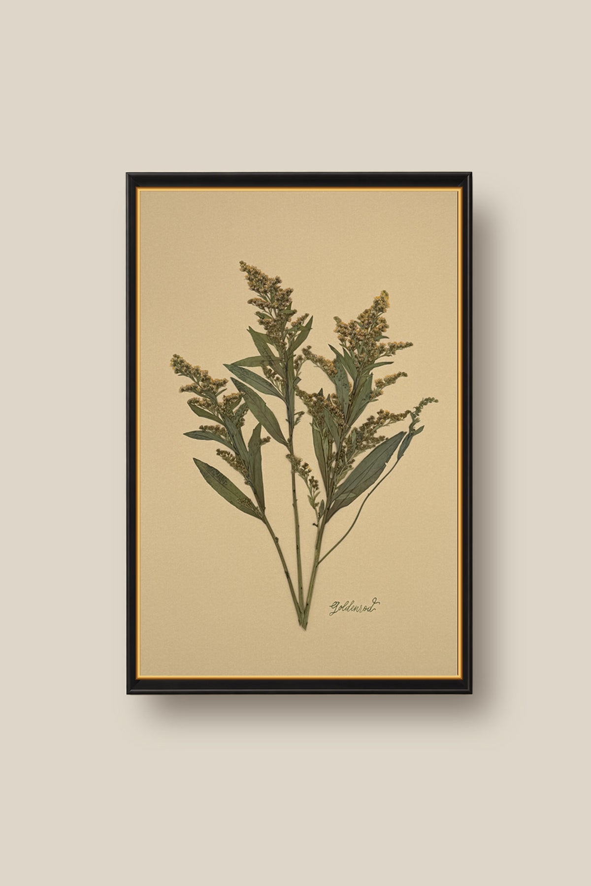 Goldenrod on Mustard Framed