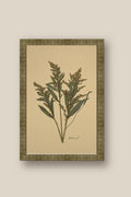 Goldenrod on Mustard Framed