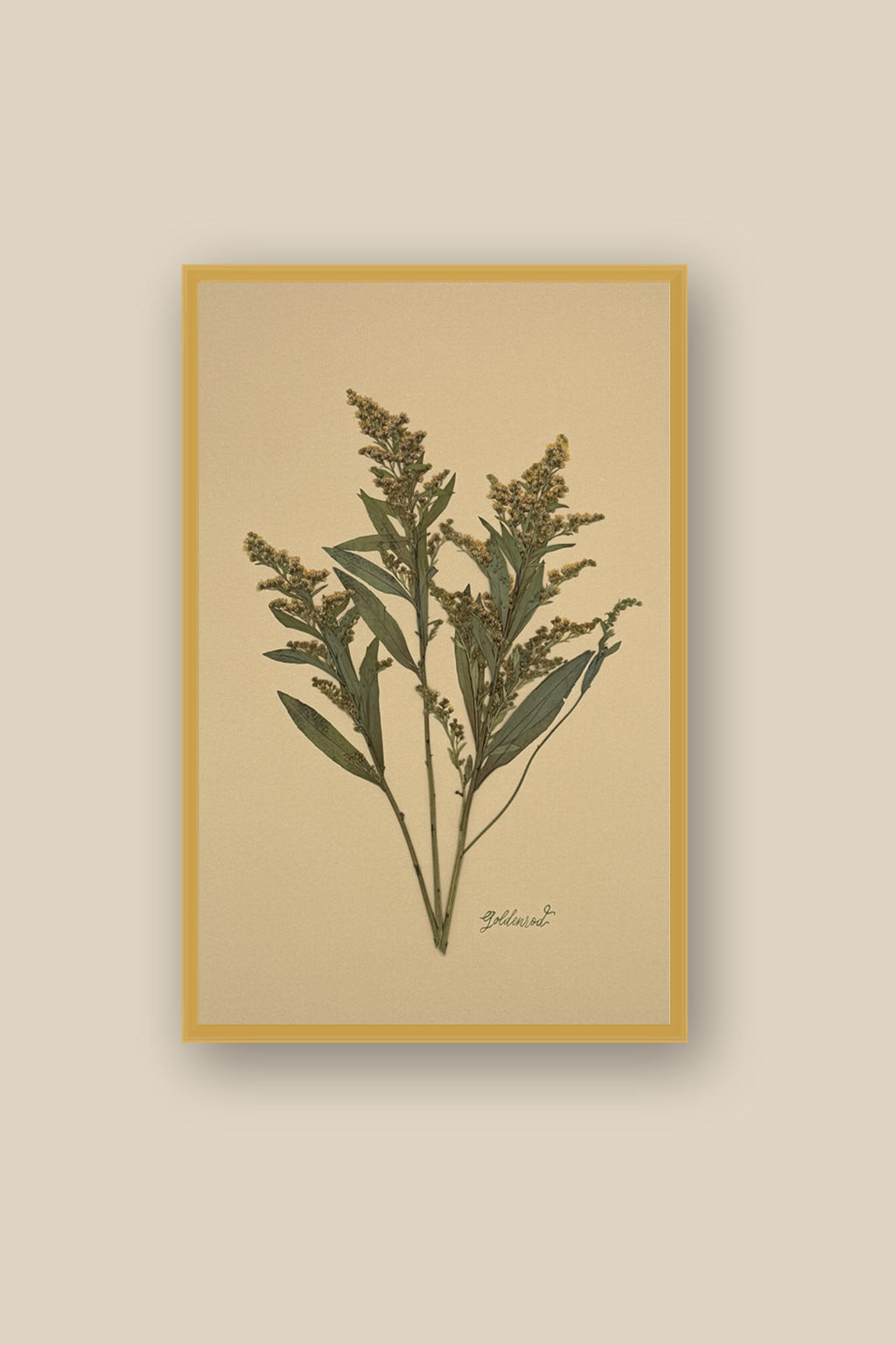 Goldenrod on Mustard Framed