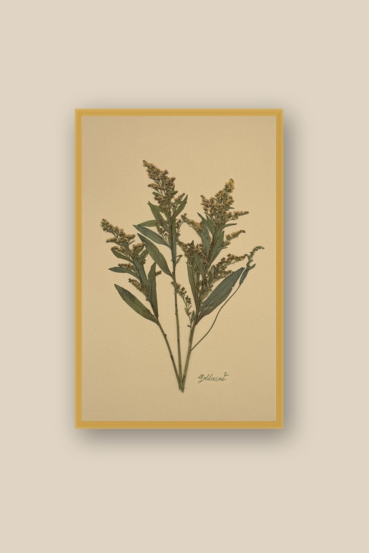 Goldenrod on Mustard Framed