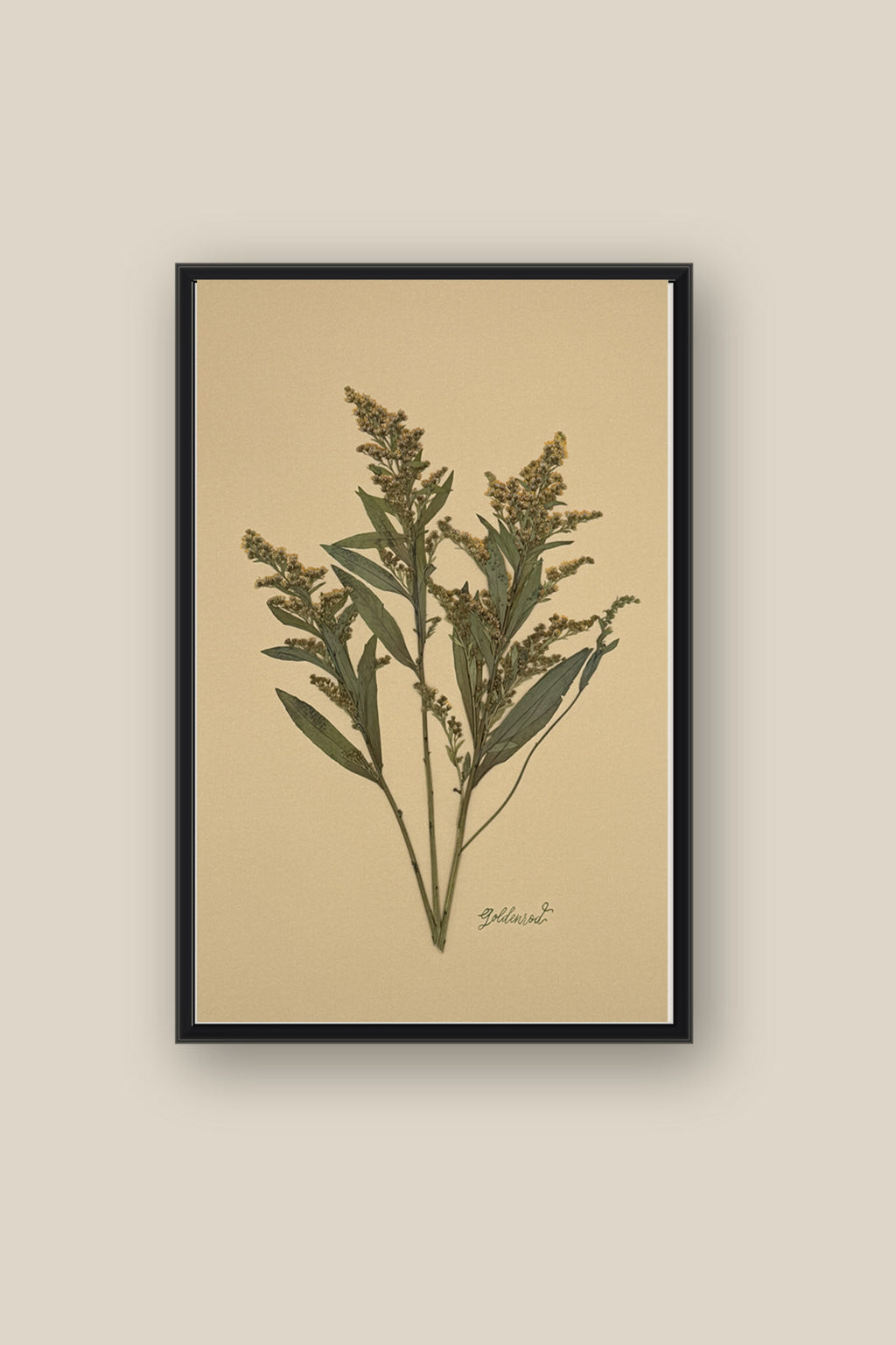 Goldenrod on Mustard Framed
