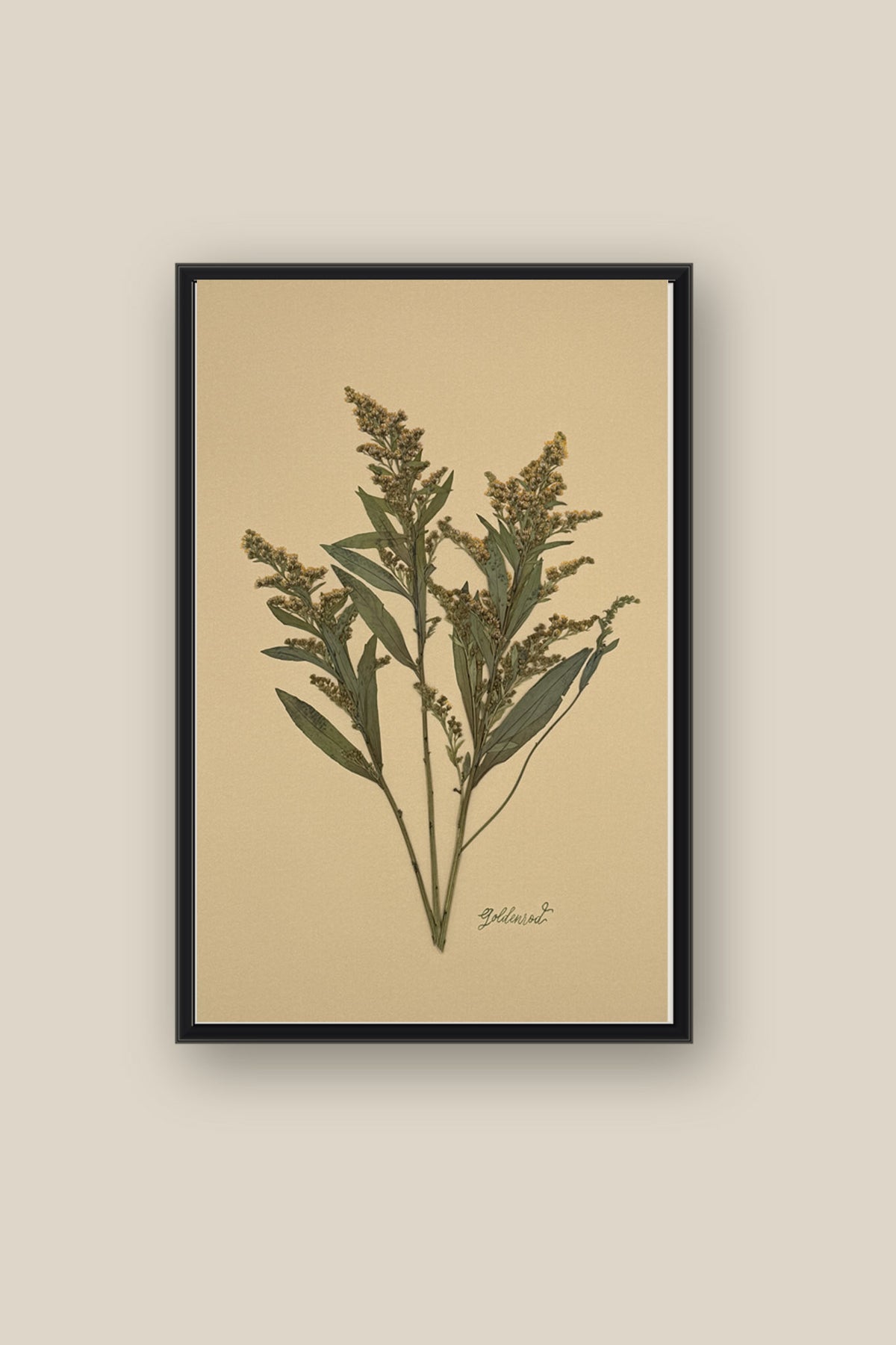 Goldenrod on Mustard Framed