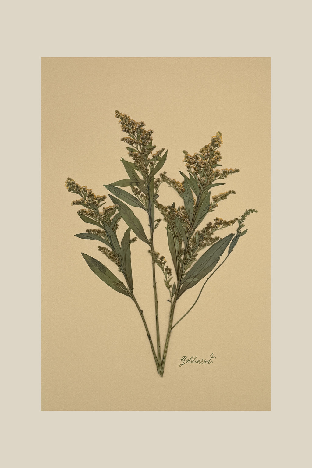 Goldenrod on Mustard
