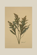 Goldenrod on Mustard