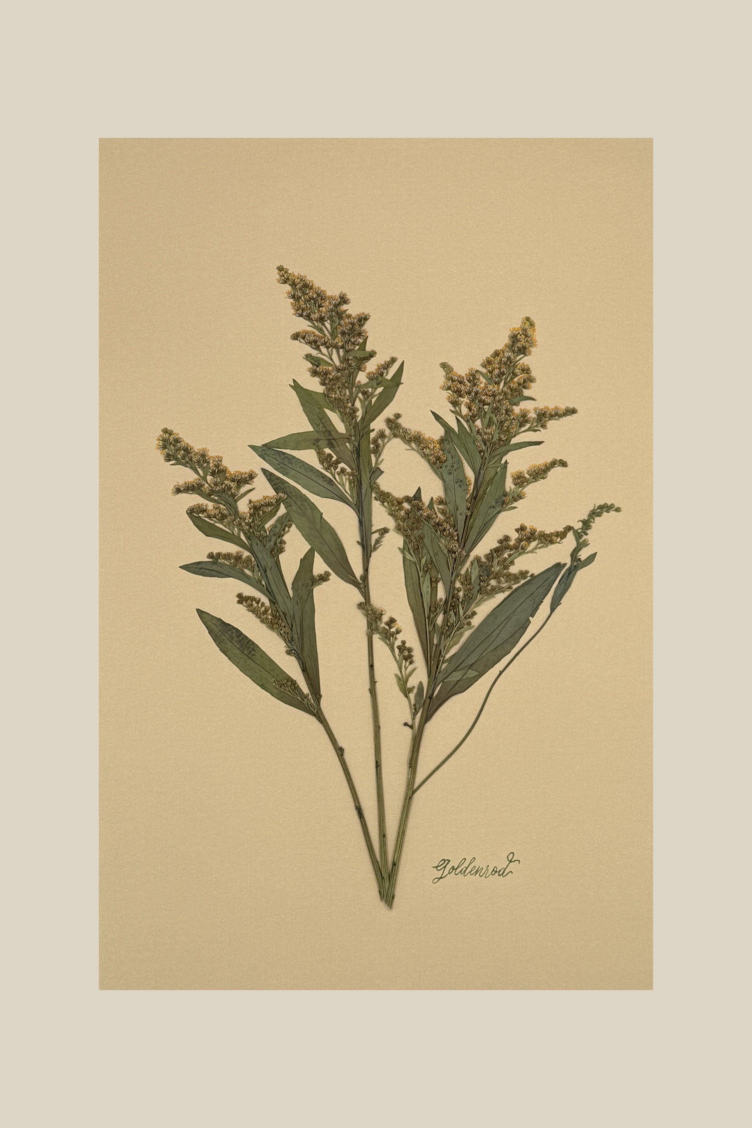 Goldenrod on Mustard