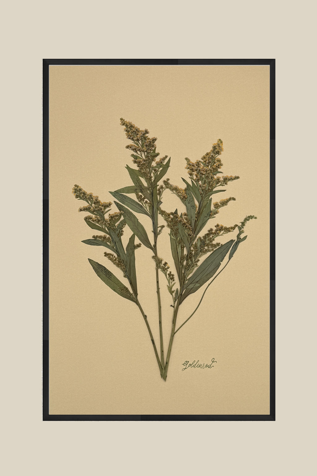 Goldenrod on Mustard