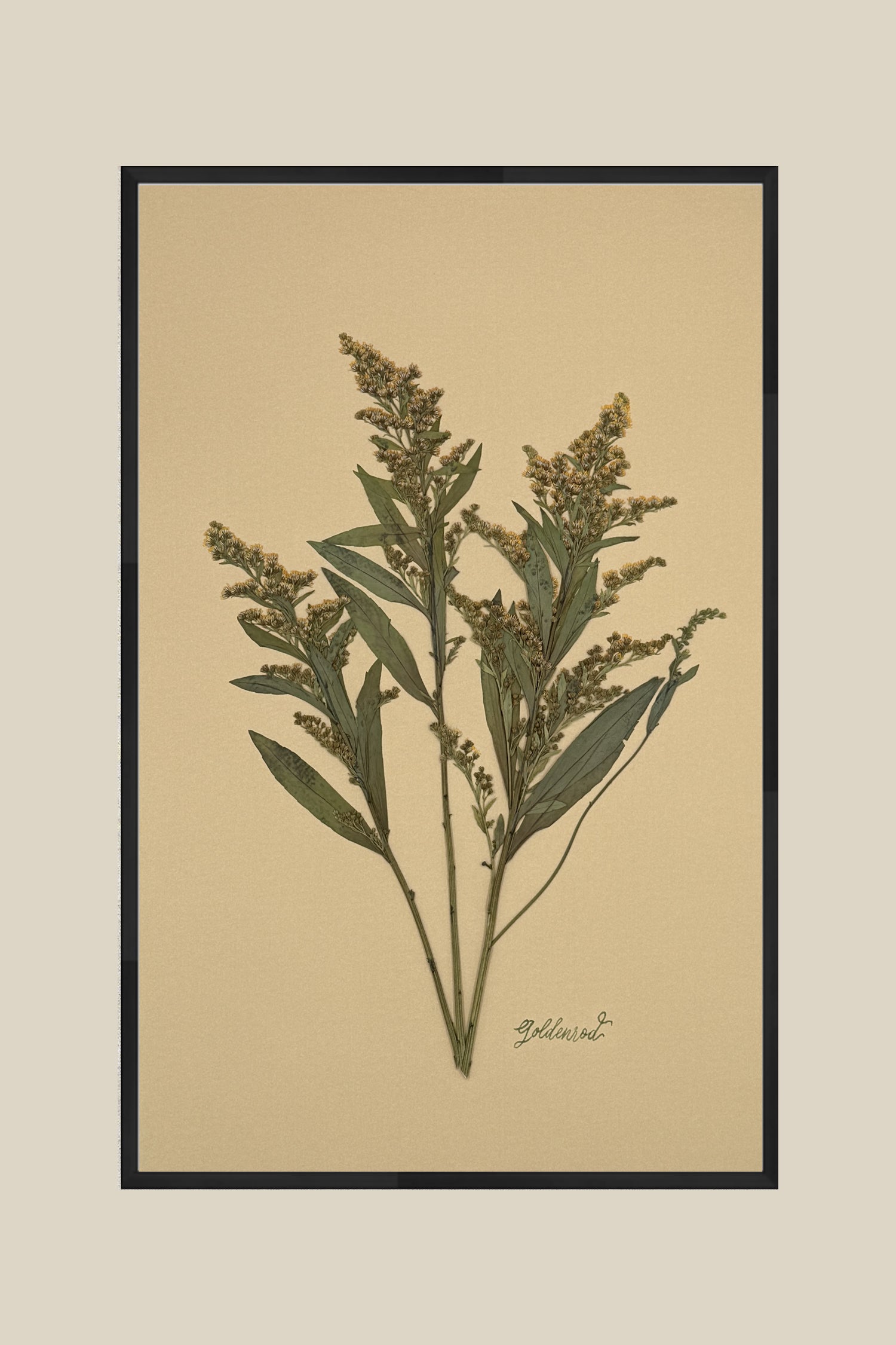 Goldenrod on Mustard