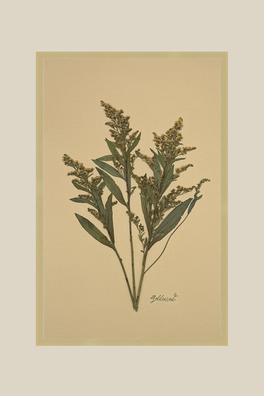 Goldenrod on Mustard