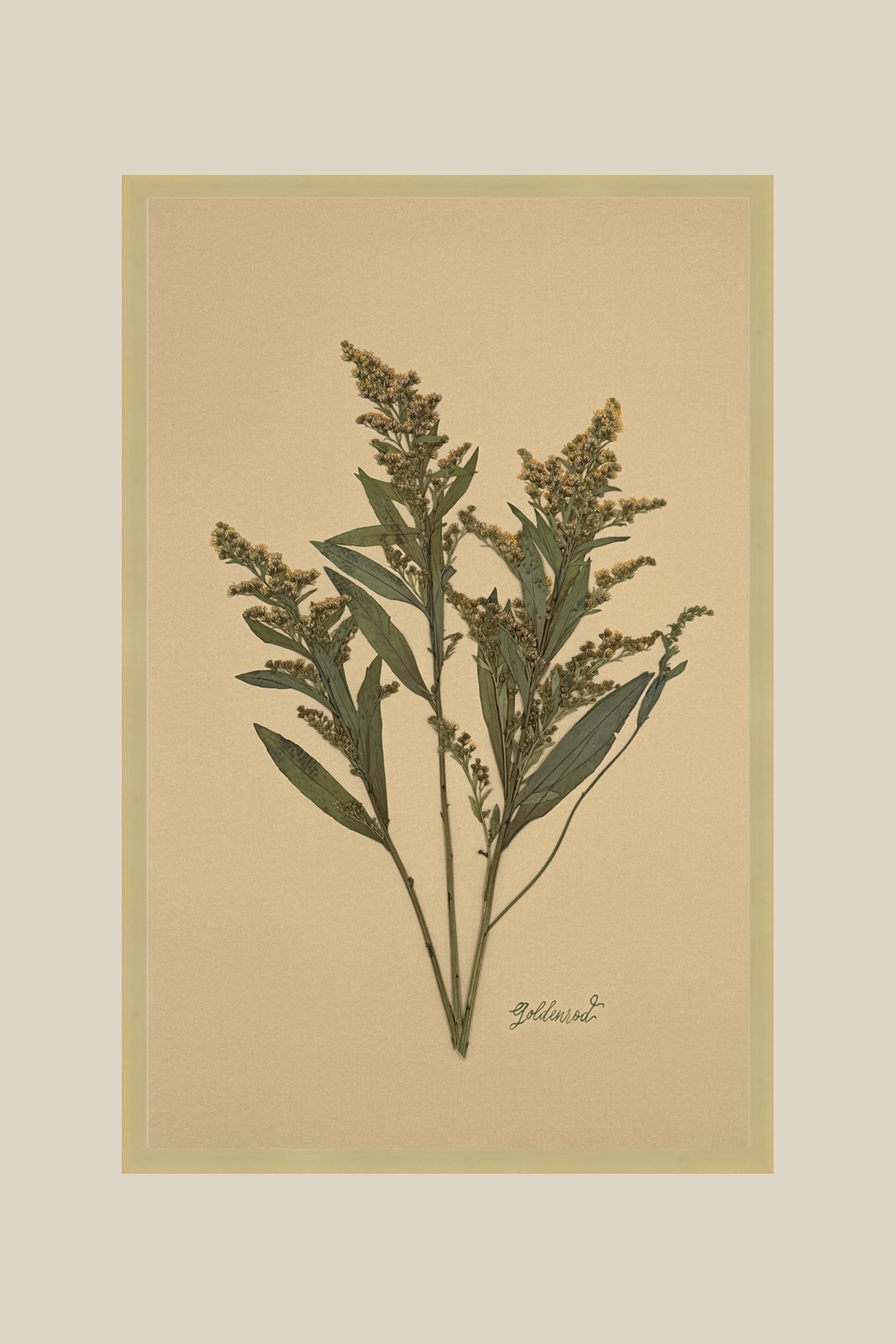 Goldenrod on Mustard
