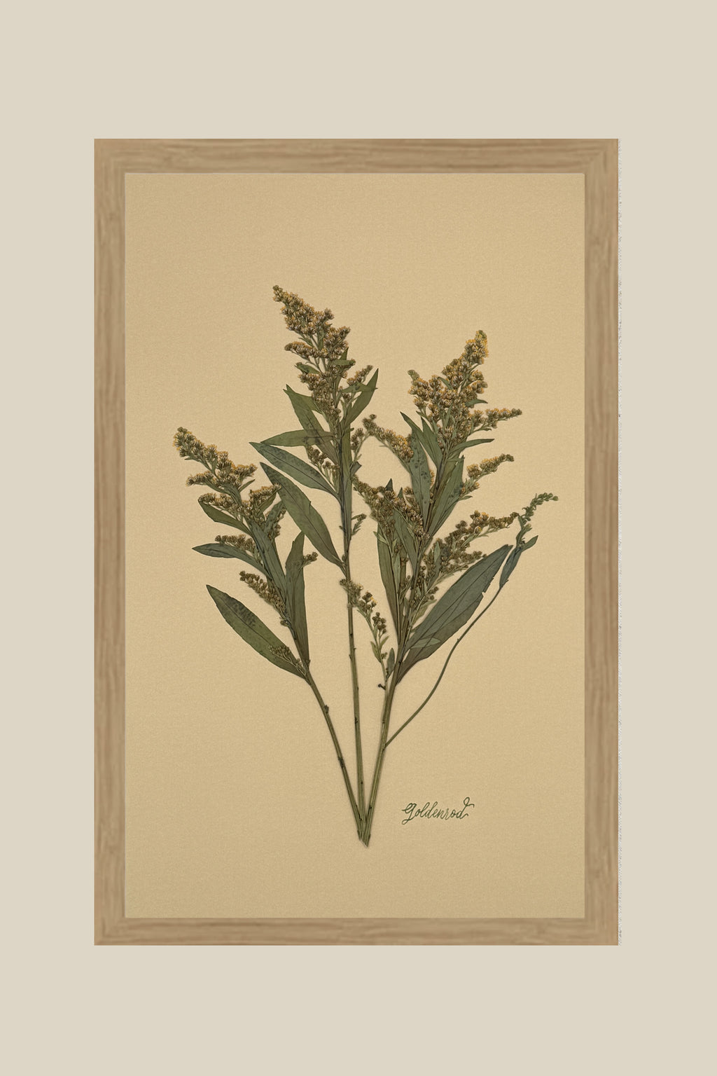Goldenrod on Mustard