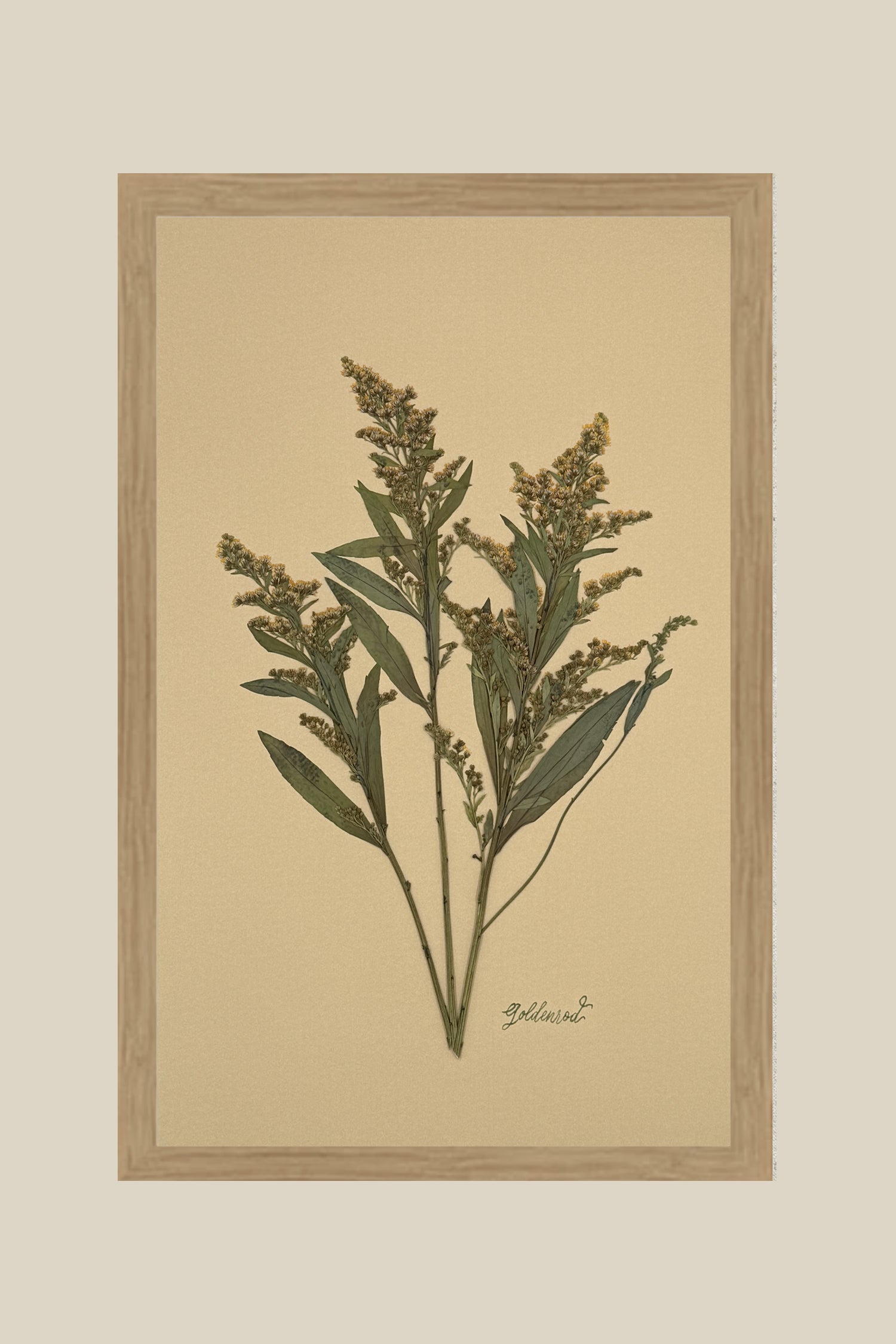 Goldenrod on Mustard