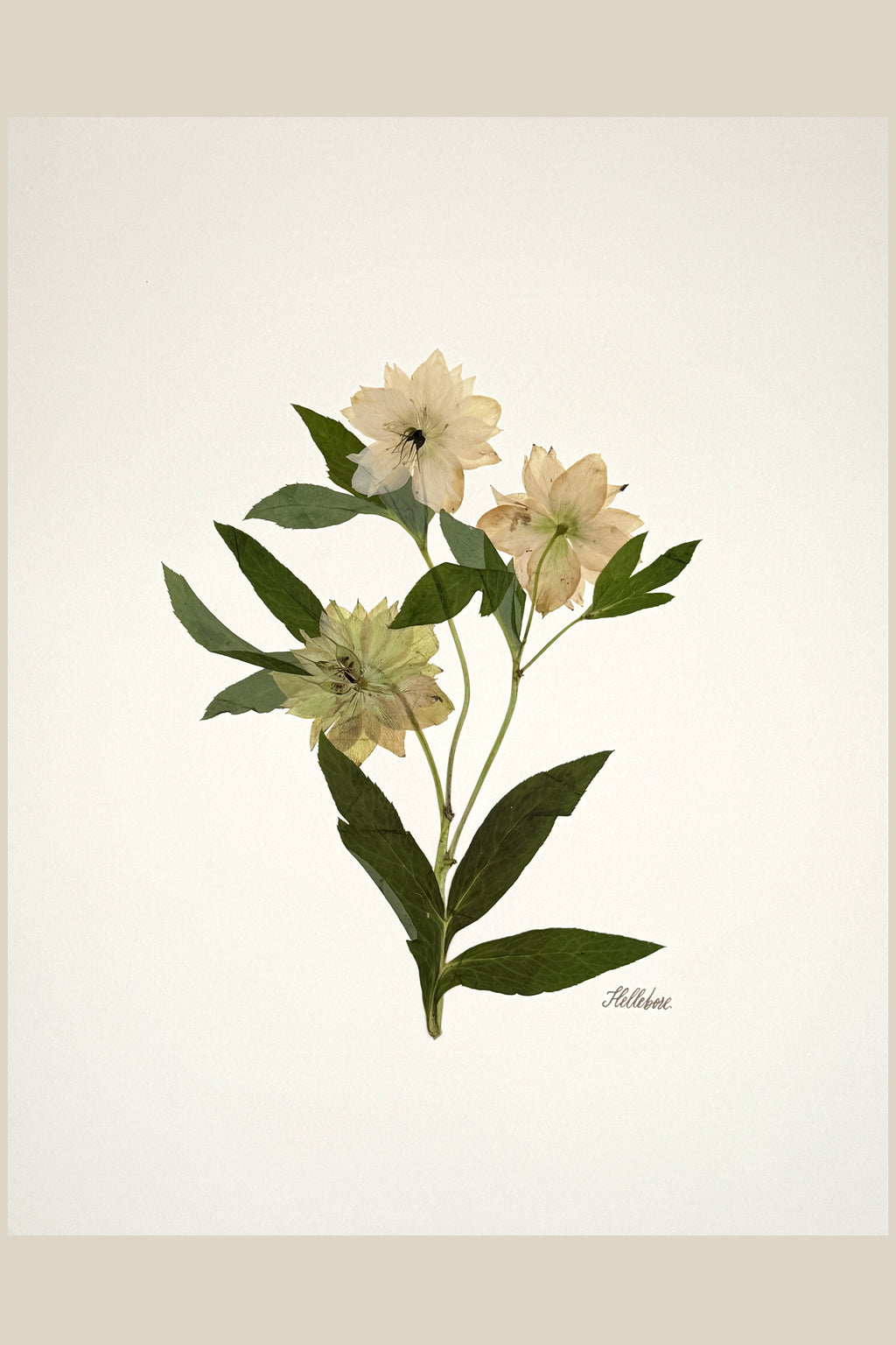 Hellebore Trio on Ivory