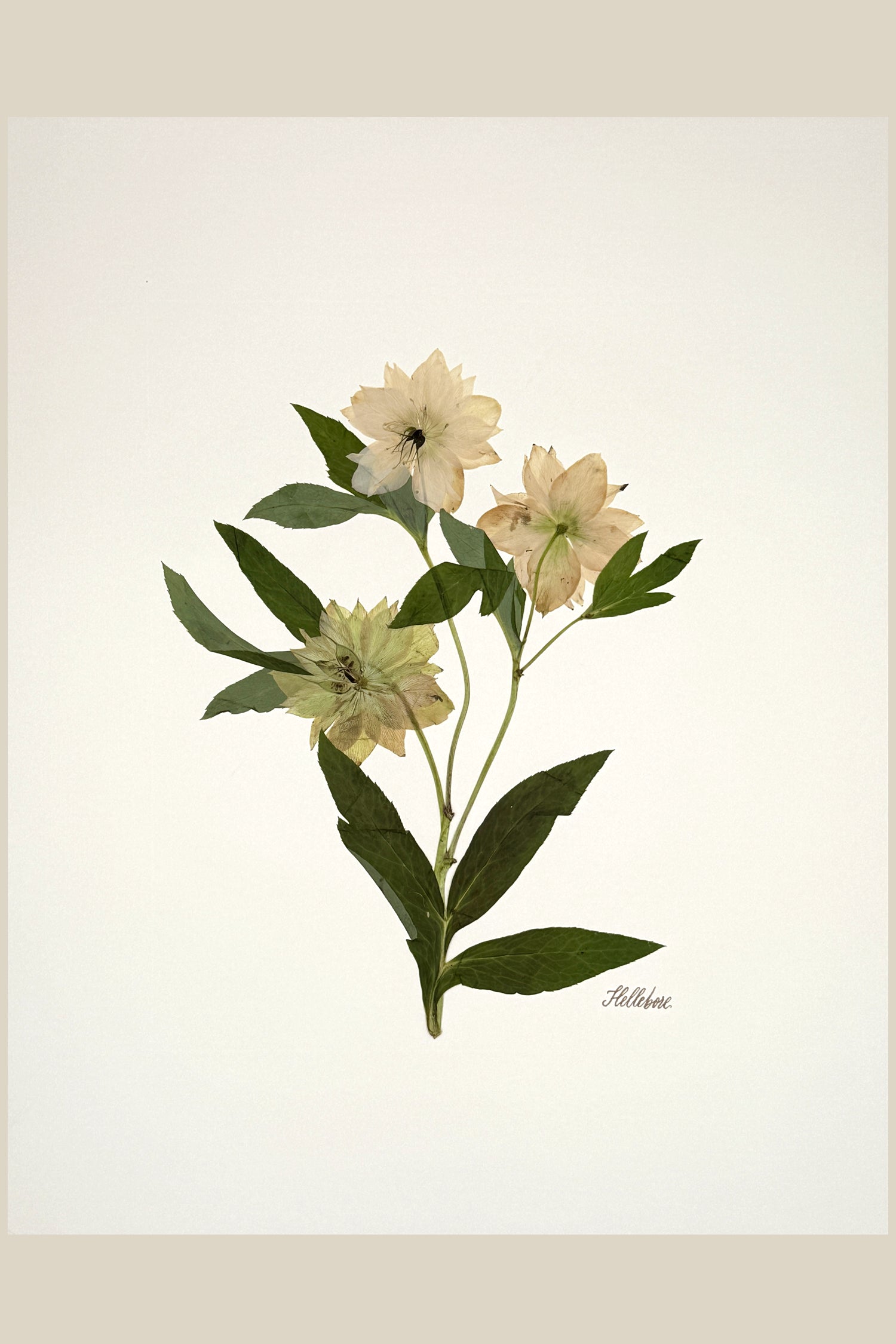 Hellebore Trio on Ivory