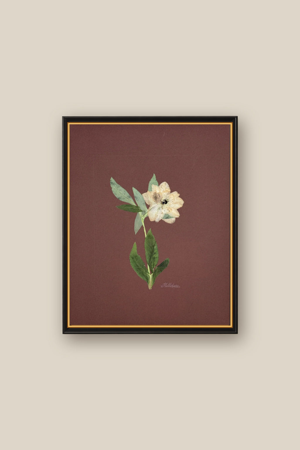 Single Hellebore on Chocolate Brown Framed
