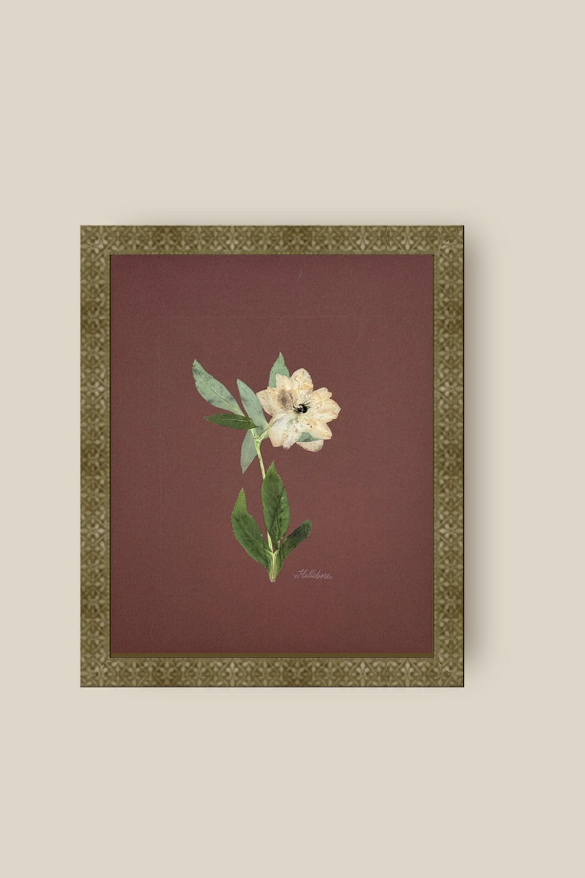 Single Hellebore on Chocolate Brown Framed