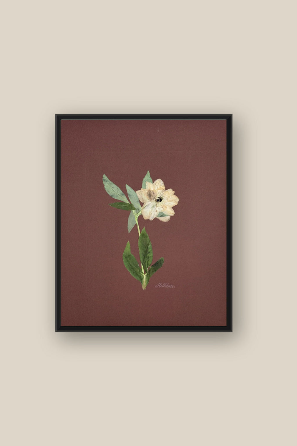 Single Hellebore on Chocolate Brown Framed