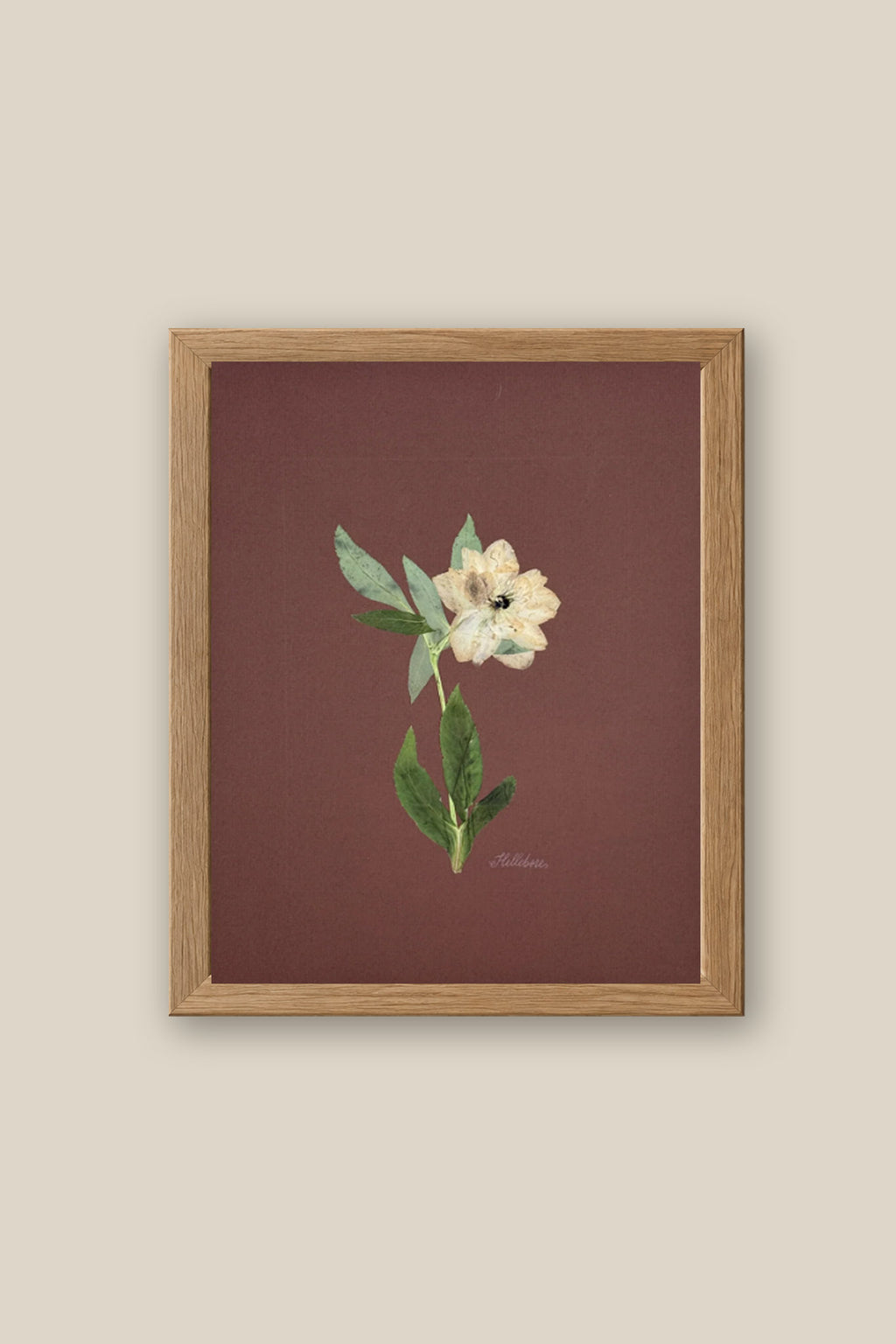 Single Hellebore on Chocolate Brown Framed