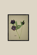 Hellebore on Khaki