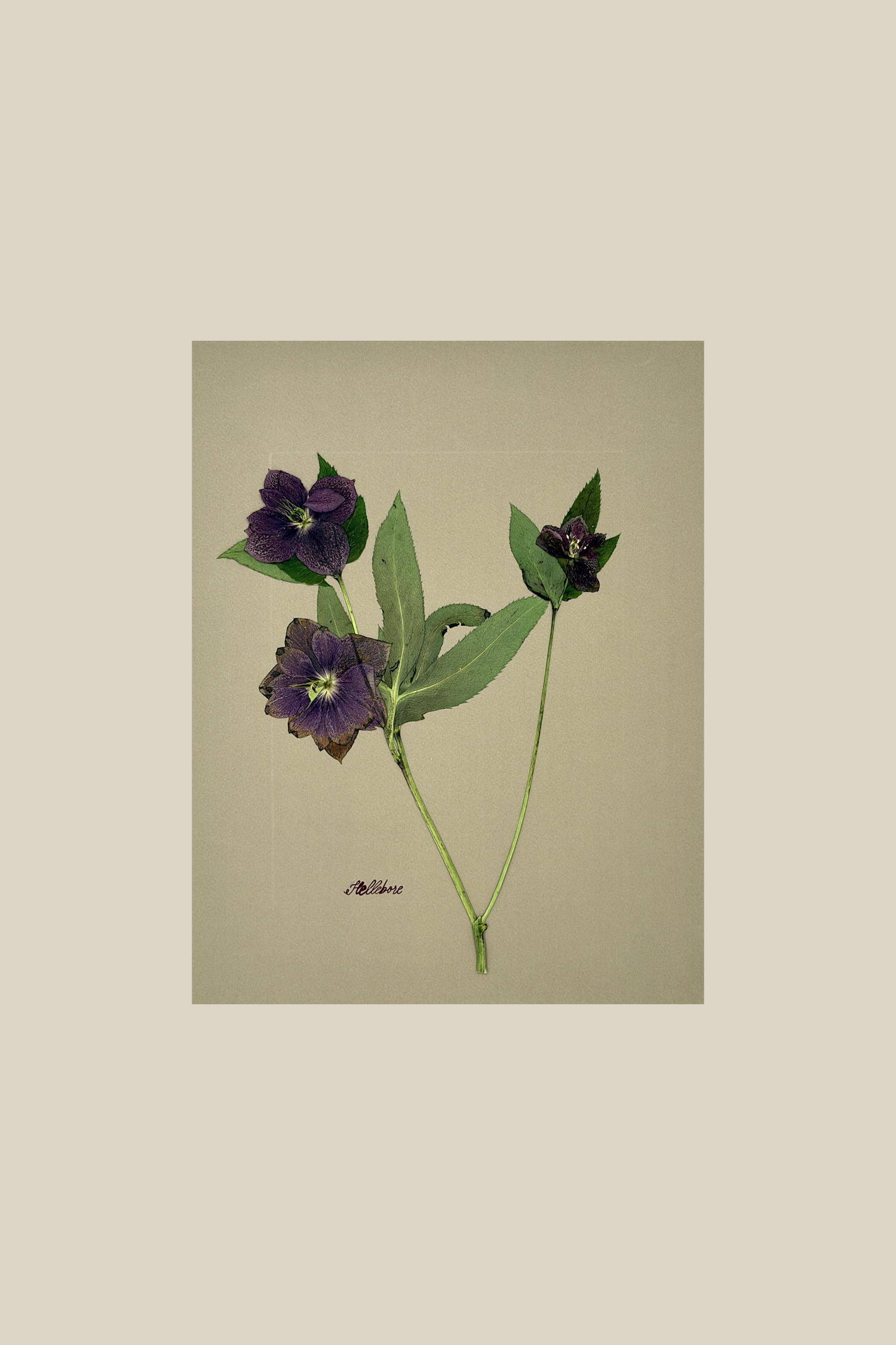 Hellebore on Khaki