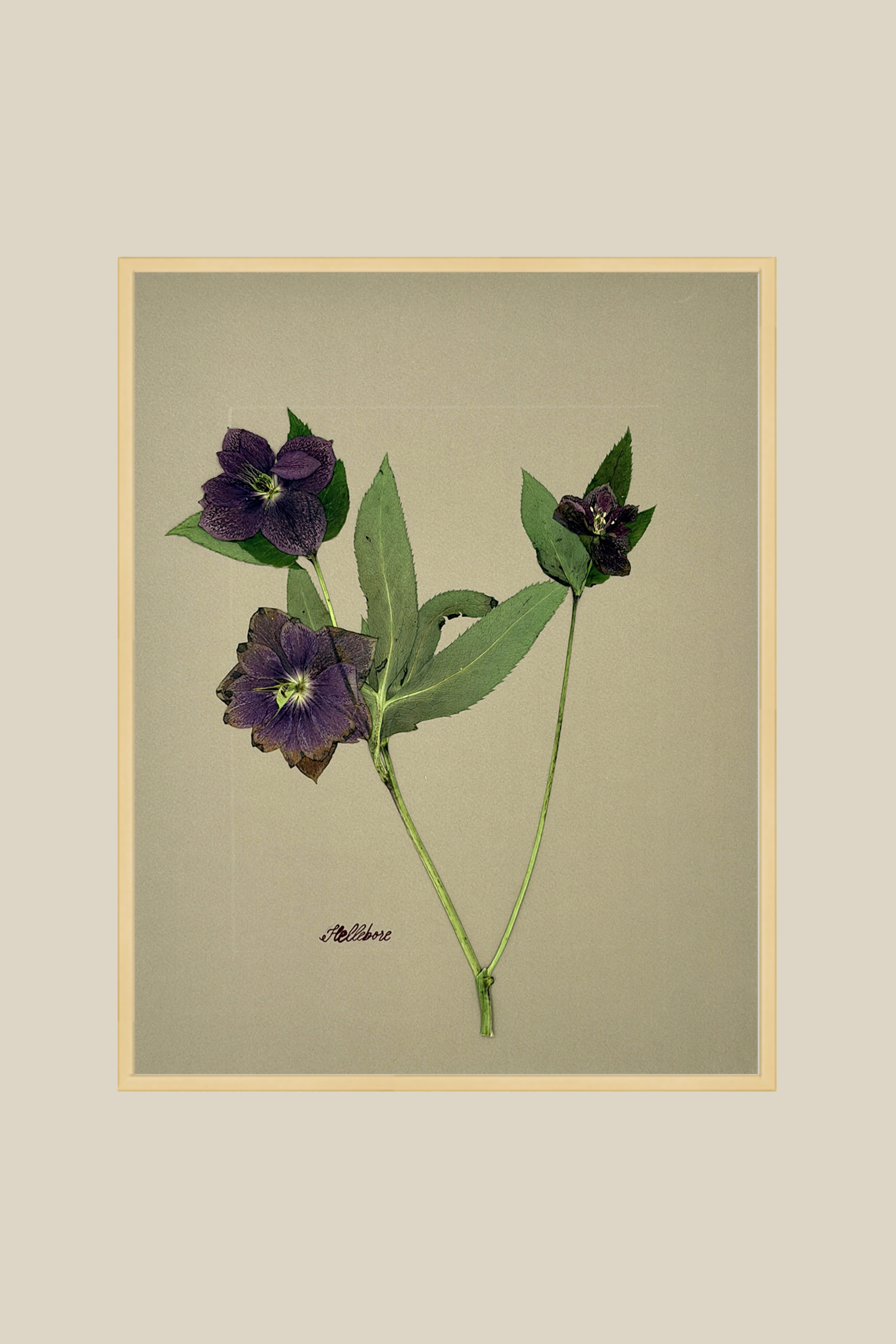 Hellebore on Khaki