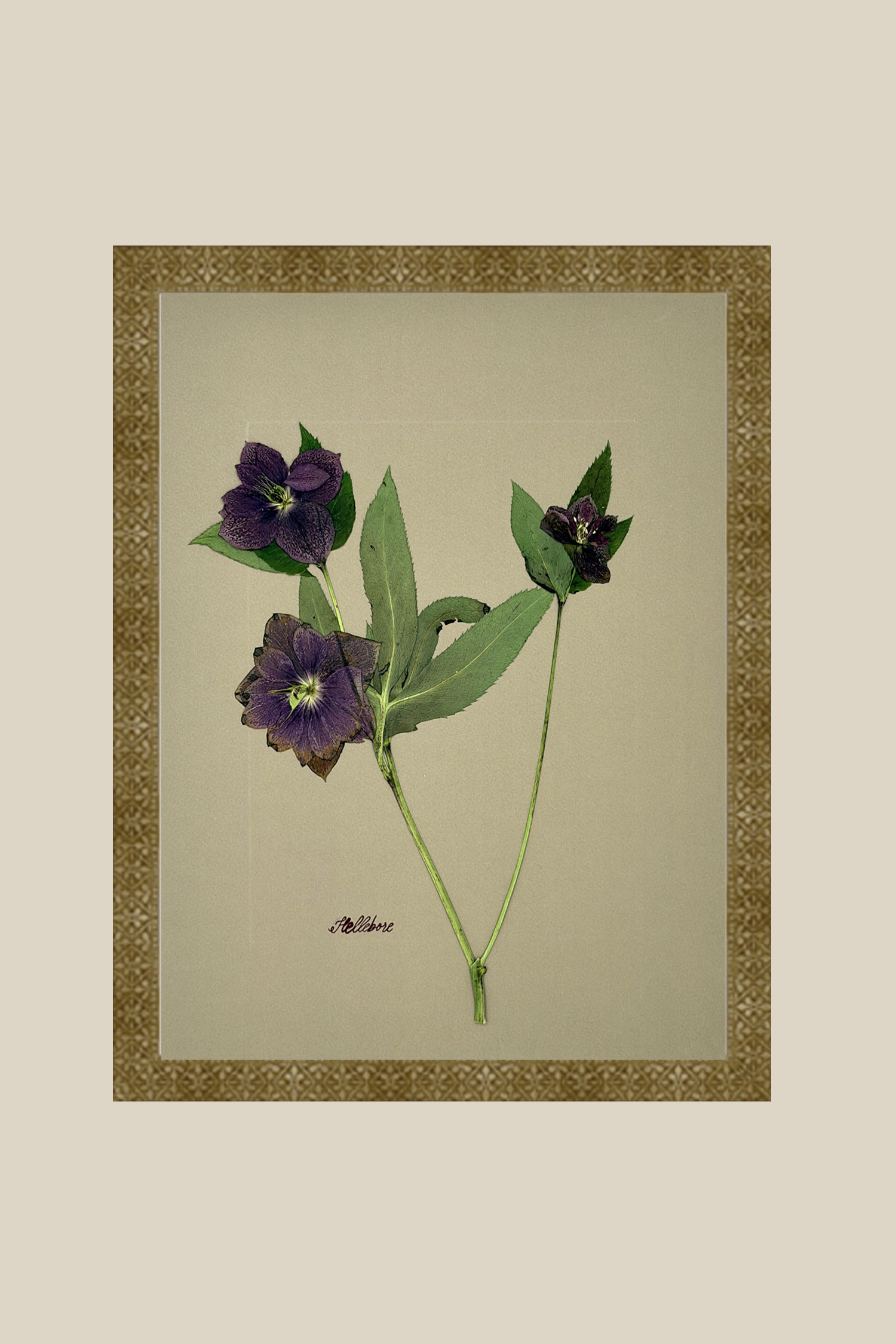 Hellebore on Khaki