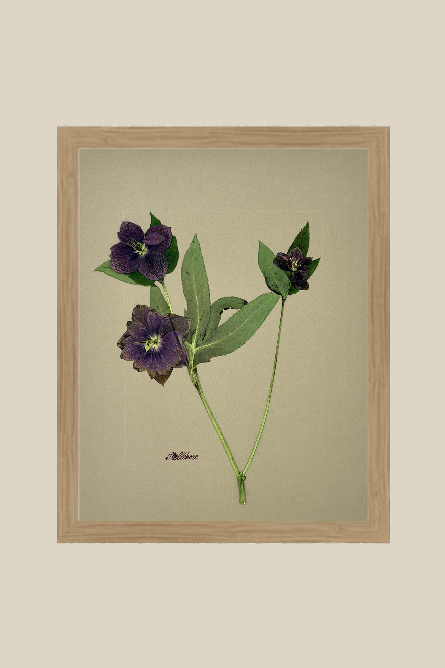 Hellebore on Khaki