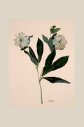 Hellebores on Peach