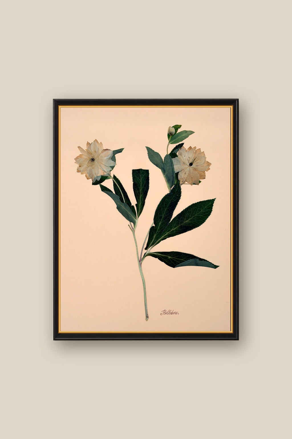 Hellebores on Peach