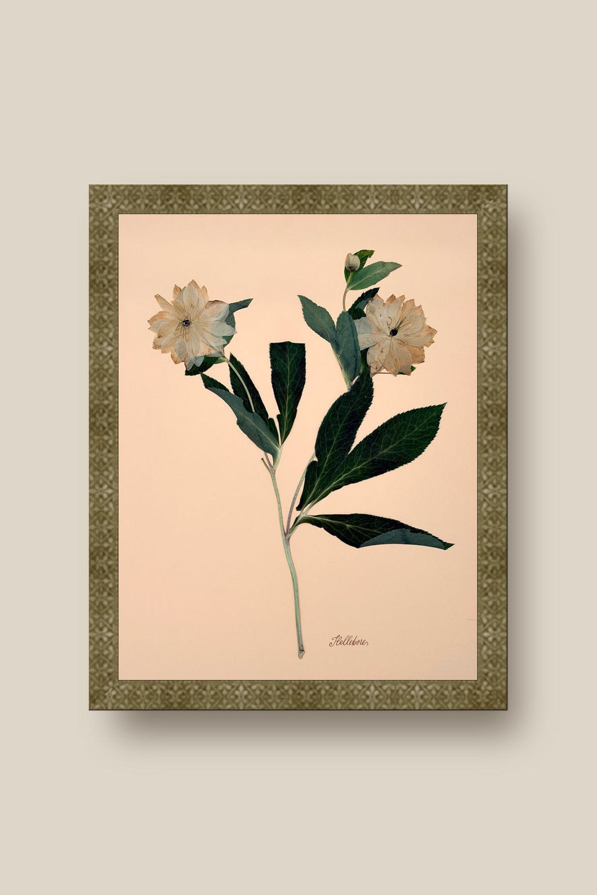 Hellebores on Peach